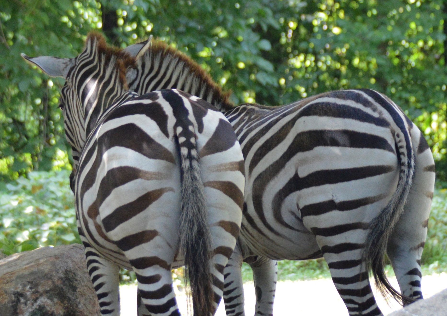 Zebra - Columbia Zoo - 2014 07 - 01